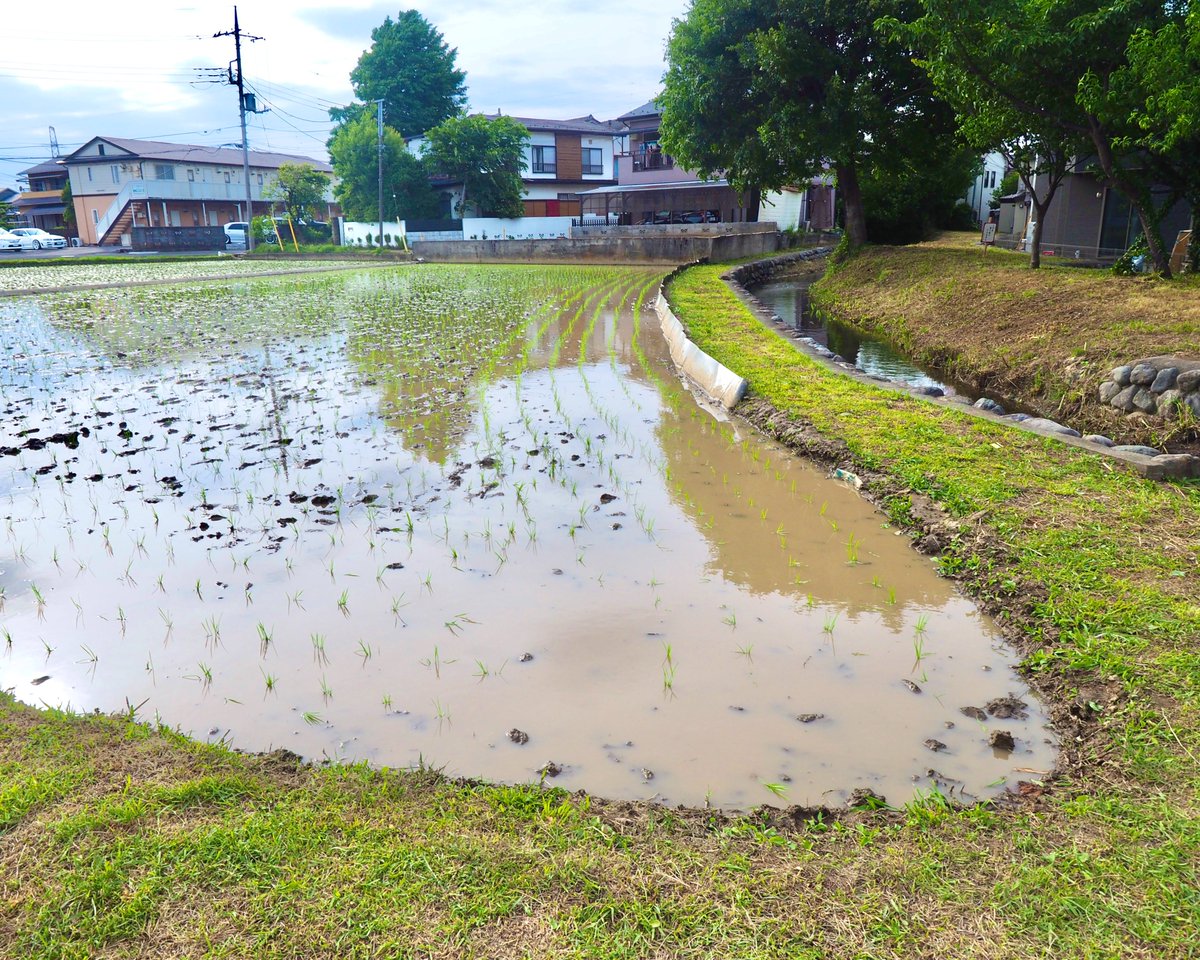 frog_frog's tweet photo. 落川公園の前の田んぼ。
先週見た時はまだ水も張っていなかったのに、もう田植えが済んでいた。早��。
水田への給水は、横を流れる一の宮用水ではなく、正面のアパートの裏を流れる落川用水から引いてくる。
（日野市） https://t.co/QxHASbuqRA