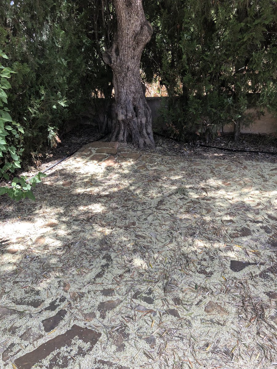 Las gramíneas continúan en niveles altos. El olivo está en su etapa final, después de una polinización corta e intensa. La inflamación provocada por el polen desciende el umbral para los alérgicos. Las gramíneas precisan 35 granos al inicio, y sólo 14 a final de temporada.