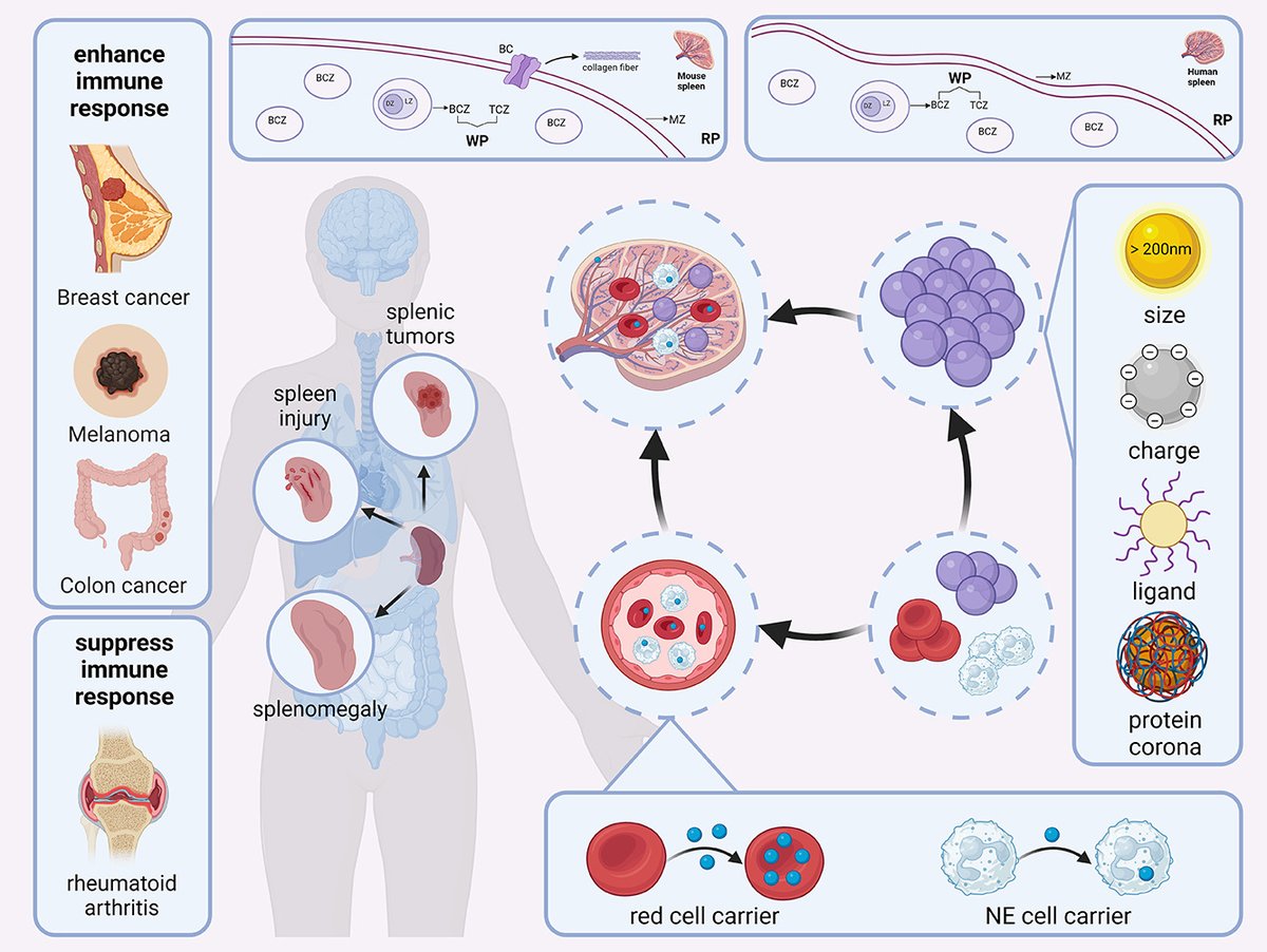 Spleen-targeted delivery systems and strategies for spleen-related diseases. | Jian You @ZJU_China | [50 days' free access] #SpleenTargeting #DrugDelivery authors.elsevier.com/a/1j6LicI2-5wnc