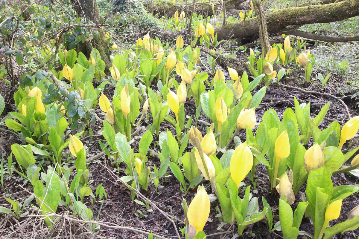 UCDTropicalEcology tweet media