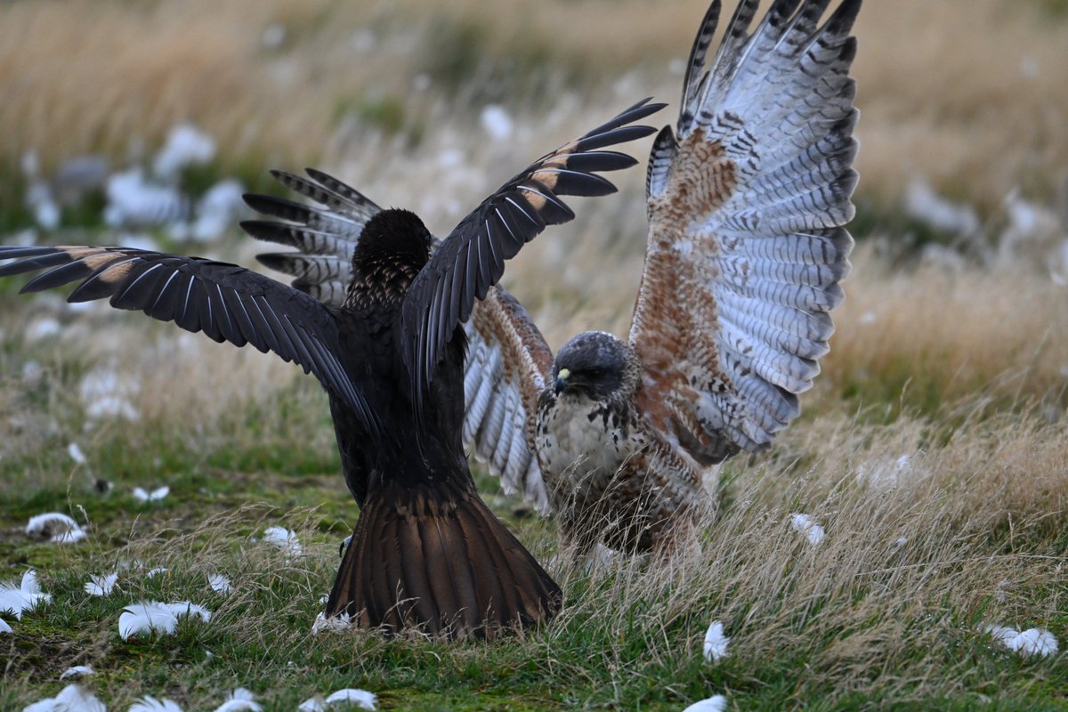 @sykesjeff A Striated caracara having a ''wing'' battle with a Red-backed hawk..#falklandislands