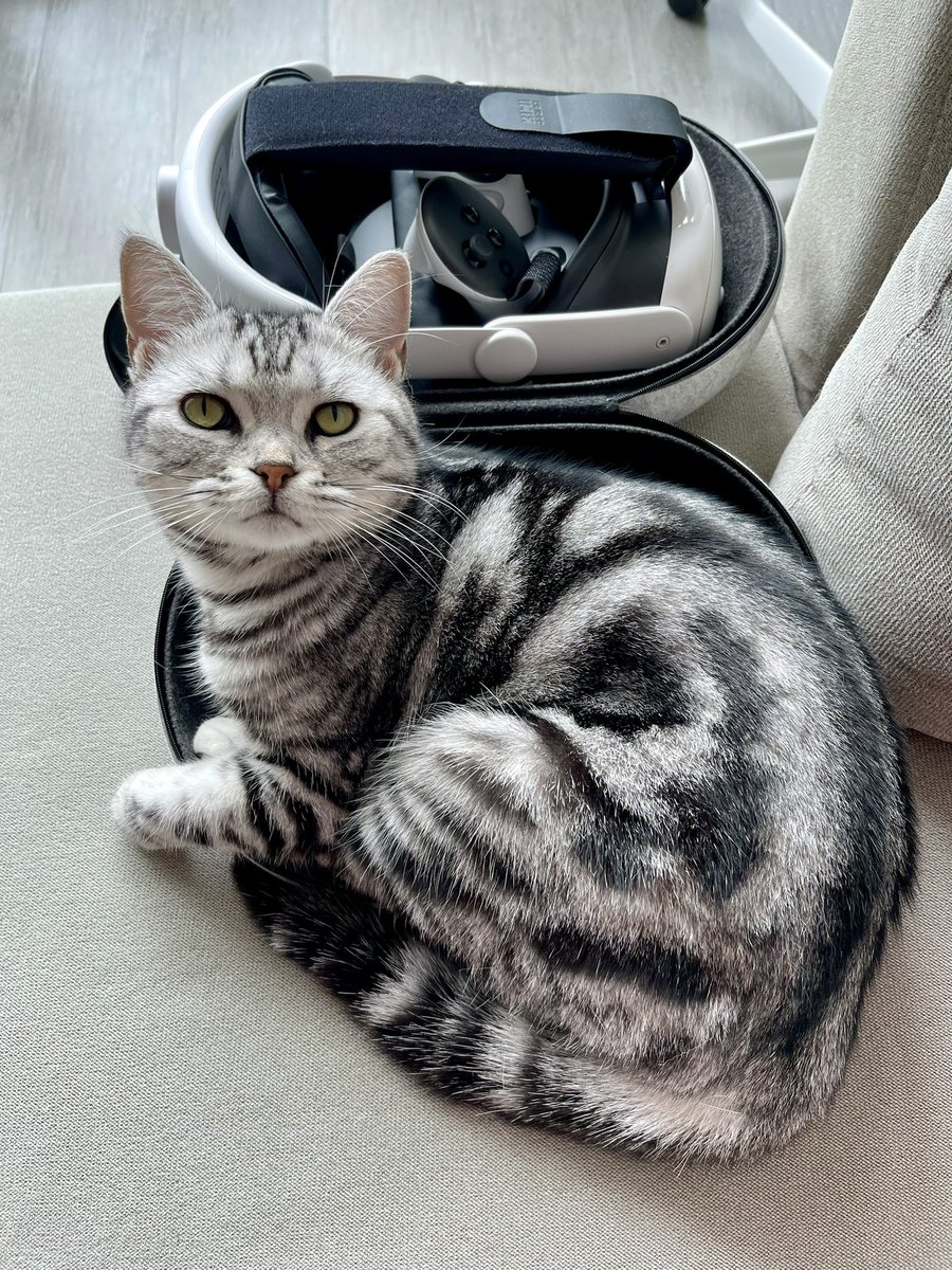 How the #Hitstream cat has grown in 15 months #catsofvr  #hitstreamvr #vrfitness #thechallengesurroundsyou #wherewillyouexercisetoday