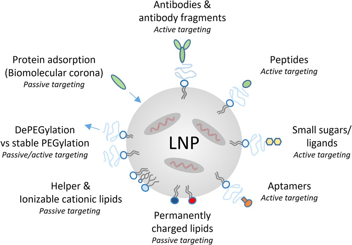 Lipid nanoparticle-based strategies for extrahepatic delivery of nucleic acid therapies – challenges and opportunities. | Jens B. Simonsen, Jbsimonsen Consult | [50 days' free access] #extrahepatic #LipidNanoparticle #NucleicAcid authors.elsevier.com/a/1j6LicI2-5wg6