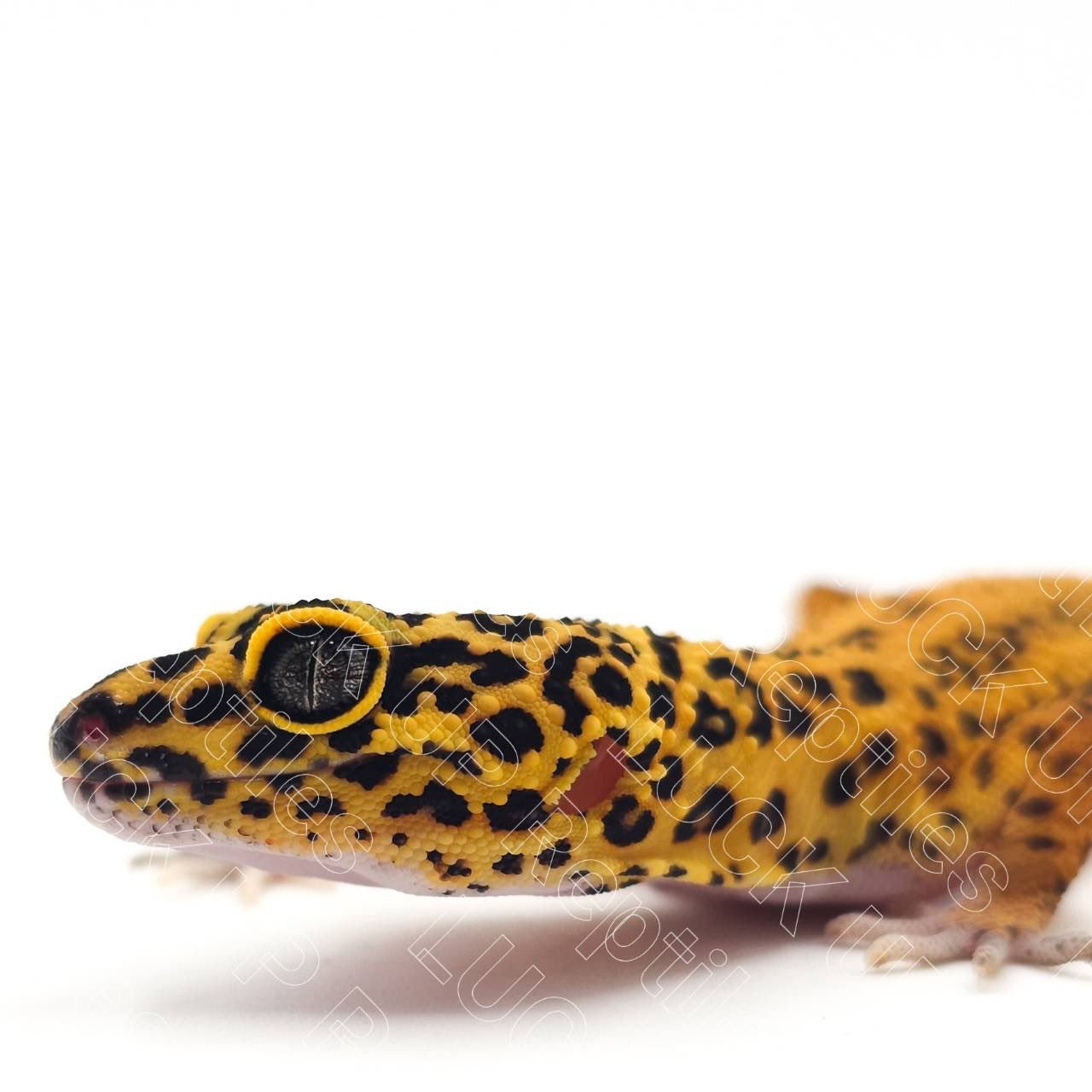 LUCK UP Reptiles🦎爬虫類ショップ🦎 on X: 