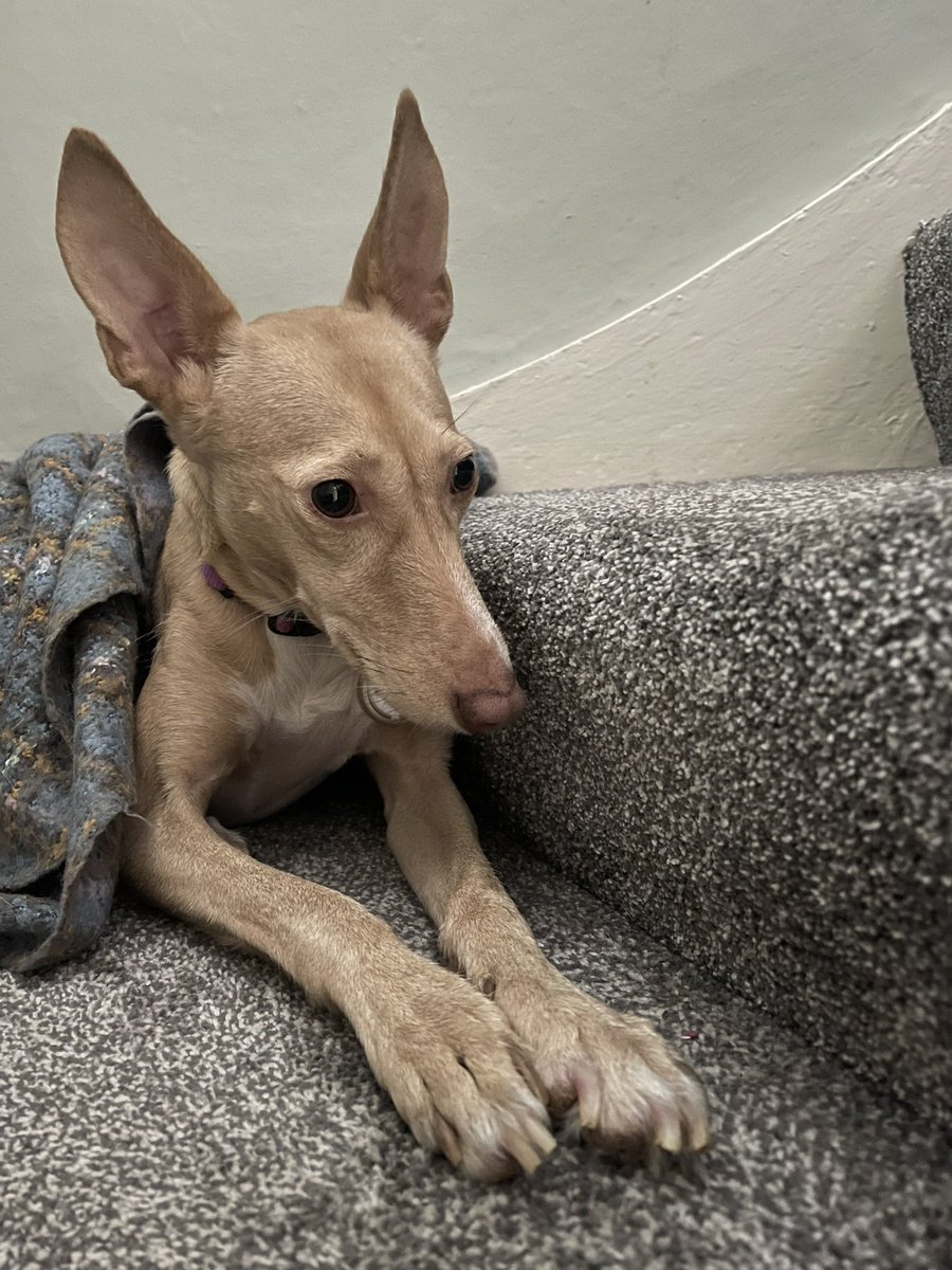 Once a year the edge of our hamlet becomes a stage of the fabulous Jim Clarke Rally. This year we have Luna a rescue Spanish Podenco. Thank you <a href="/ClassicFM/">Classic FM</a> and Aled Jones for playing the most amazing relaxing music #calming