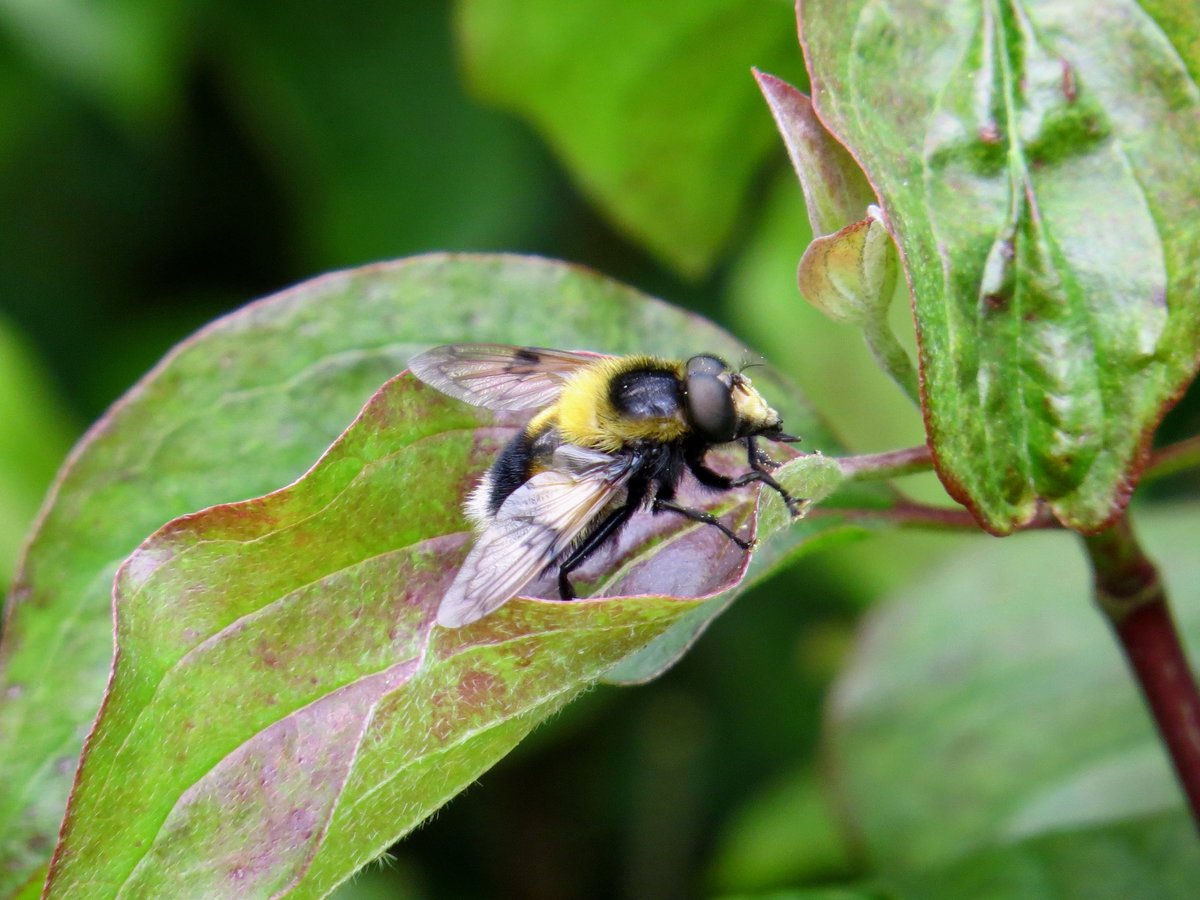 My trip to homefield wood yesterday produced a nice trio of Volucella hoveflies. pellucens, inflata and bombylans. #Hoverflies