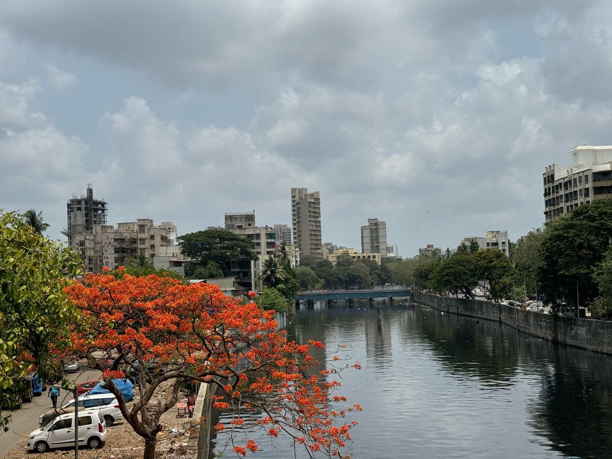 When a top city bureaucrat has the soul of a poet…. Got this wonderful message from Chandrashekhar Chore (Jt Commissioner BMC) Mumbai “The Gulmohar & the Dahisar River. We have made this river DARK BLACK with all kinds of pollutants but the Gulmohar on the bank