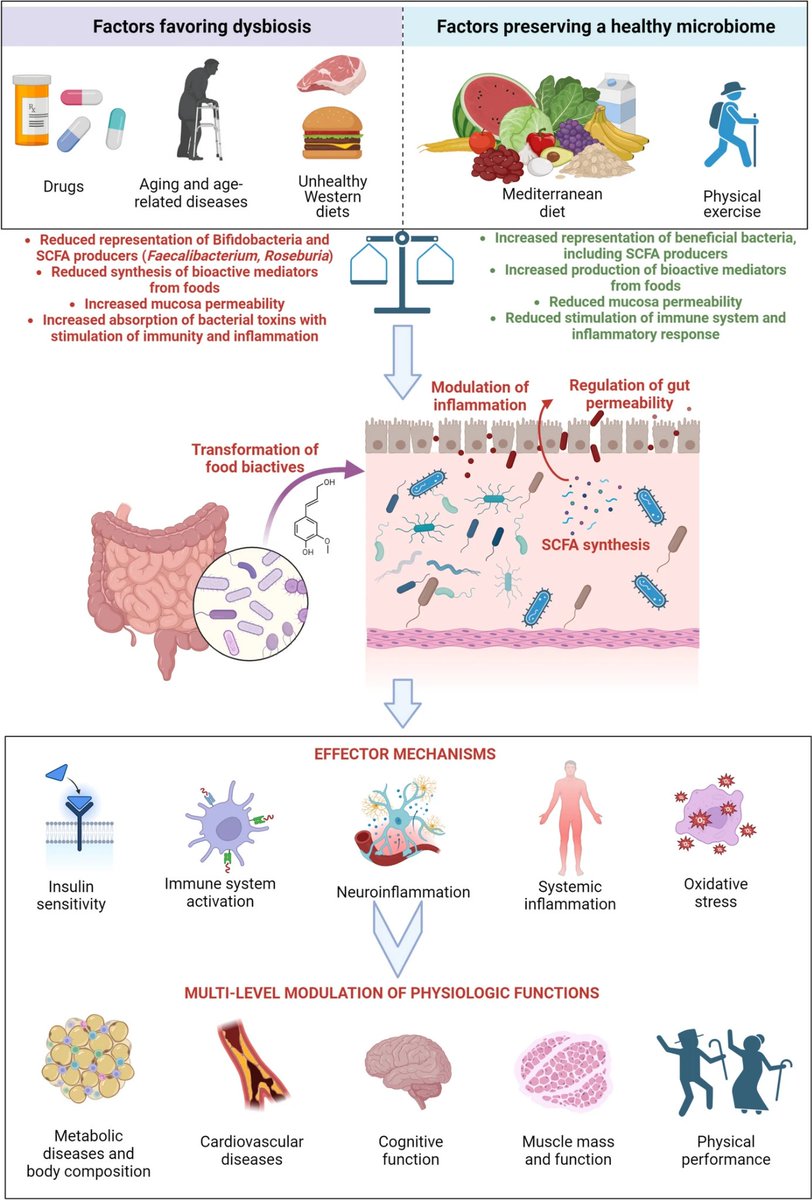 La dieta mediterránea, con ejercicio y proteínas adecuadas, modula la microbiota, aumenta la producción d SCFA, reduce la inflamación, previene la hiperpermeabilidad intestinal y ayuda a reducir la fragilidad en personas mayores 
#ultraprocesados #dieta

doi.org/10.1007/s40520…