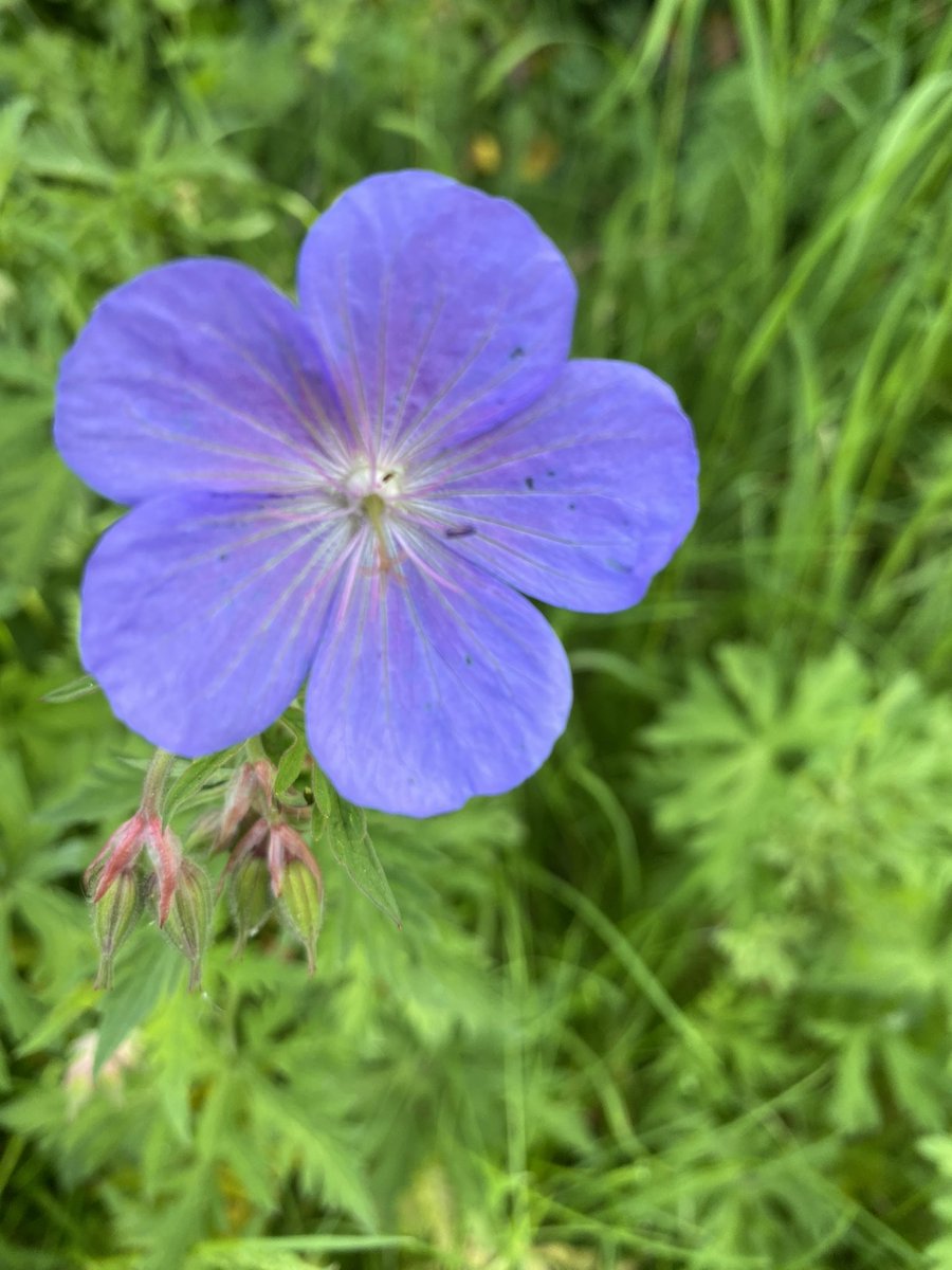 From today’s nature walk:  Caterpillars or sawfly? Garden snail, Sloe’s, Geranium 🚶‍♀️🚶🌞