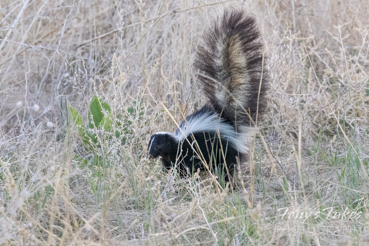 Hide and seek with a little stinker. You could count on one hand the number of encounters I have had with skunks so while the pics from yesterday aren't great, it was a fun sighting. #skunk #wildlife #wildlifephotography #Colorado #GetOutside