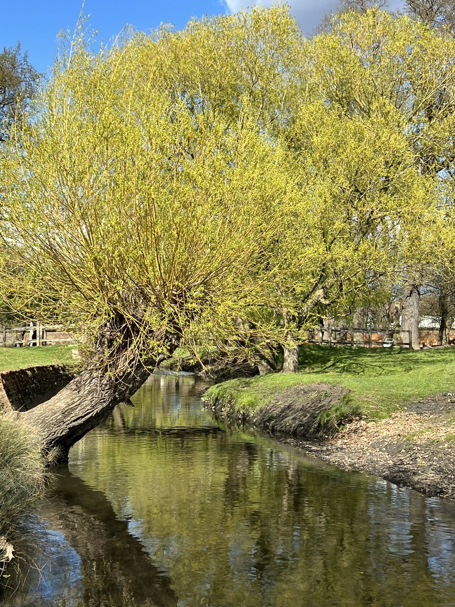 There is a willow grows aslant a brook That shows his hoar leaves in the glassy stream There with fantastic garlands did she come Hamlet 4.7 #ShakespeareSunday @HollowCrownFans @BotanicalShax @shakespeareina1 @BSAShakespeare @keeper_of_books @GreenGymPenge @btnshakespeare