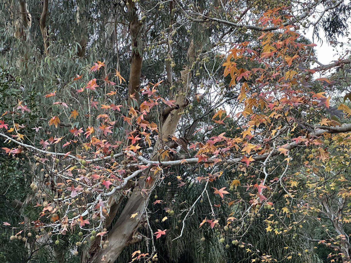ohsixoneoh's tweet photo. I did a weekend #run #running today so after the #Bee squats on the beach and hills today I will probably have regrets tomorrow
#BlackCockatoo chewing; this #vine reminds me of #Tarzan; the #season #Autumn is slowly changing and cooling #LiquidAmber (?); a #Camellia carpet https://t.co/3nvF3NqYMJ