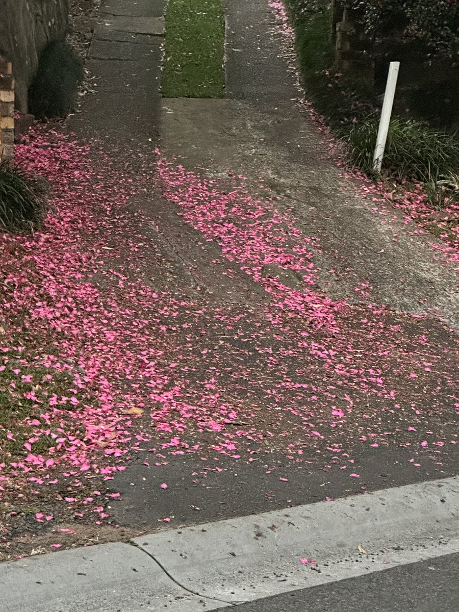 ohsixoneoh's tweet photo. I did a weekend #run #running today so after the #Bee squats on the beach and hills today I will probably have regrets tomorrow
#BlackCockatoo chewing; this #vine reminds me of #Tarzan; the #season #Autumn is slowly changing and cooling #LiquidAmber (?); a #Camellia carpet https://t.co/3nvF3NqYMJ