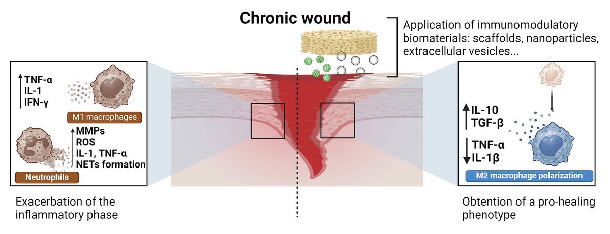 ADDR in press: Modulating the immune system towards a functional chronic wound healing: A biomaterials and Nanomedicine perspective.
By Rosa Maria Hernandez & coworkers @upvehu @CRS_SPLC 
#nanomedicine #biomateiral #WoundHealing 
doi.org/10.1016/j.addr…