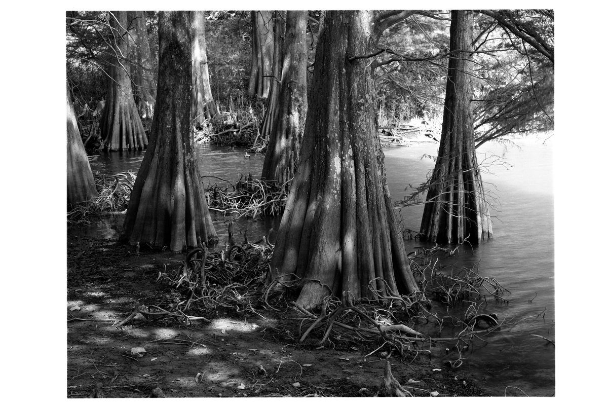 B1ky5uzurcz's tweet photo. Linhof V23
Rodenstock-Apo-Ronar150mm
KentmerePan100
Rodinal(1+50)
今日は篠栗九大の森に行ってきた。ヌマスギの場所に行ってきたけど水位はチョット足りませんでした。また機会があればリベンジです。
#linhof #filmphotography https://t.co/M4ijt0uOxx