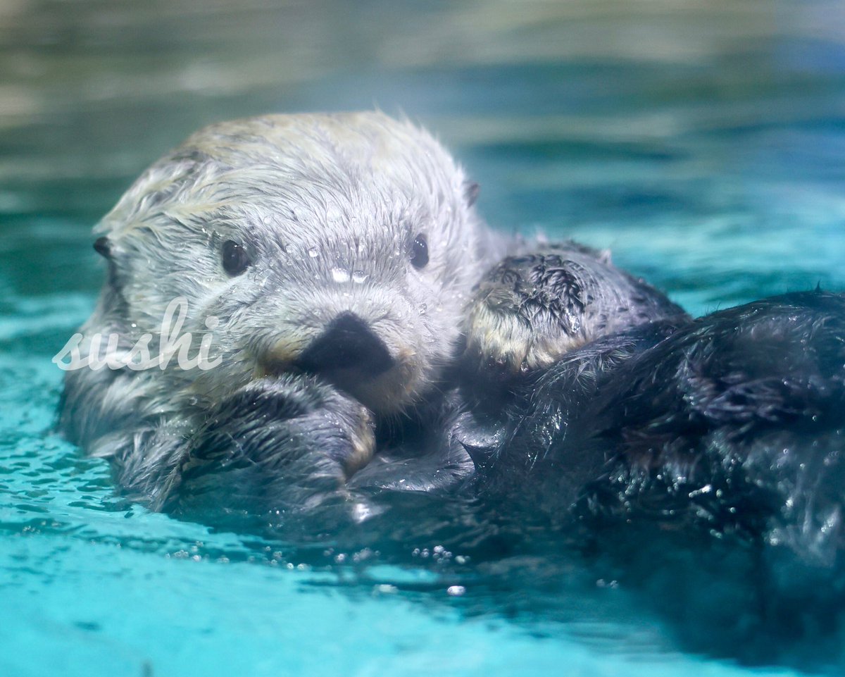 リロくん　最高にかーわいいー😍

#リロくん #ラッコのリロくん #リロ 
#マリンワールド海の中道 #ラッコ #seaotter