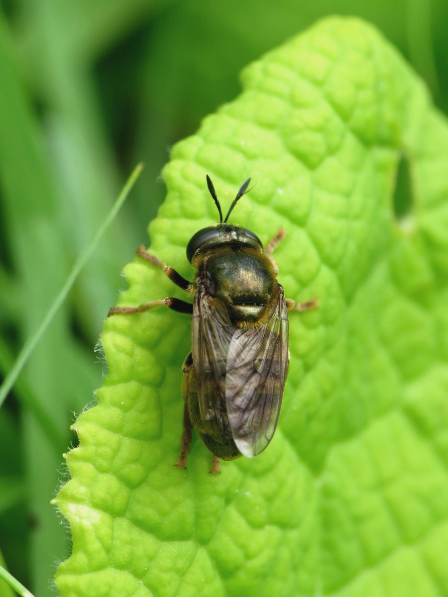 My trip to homefield wood yesterday produced two nice hoverflies. Xanthogramma pedissequum and Microdon devius. @DipteristsForum