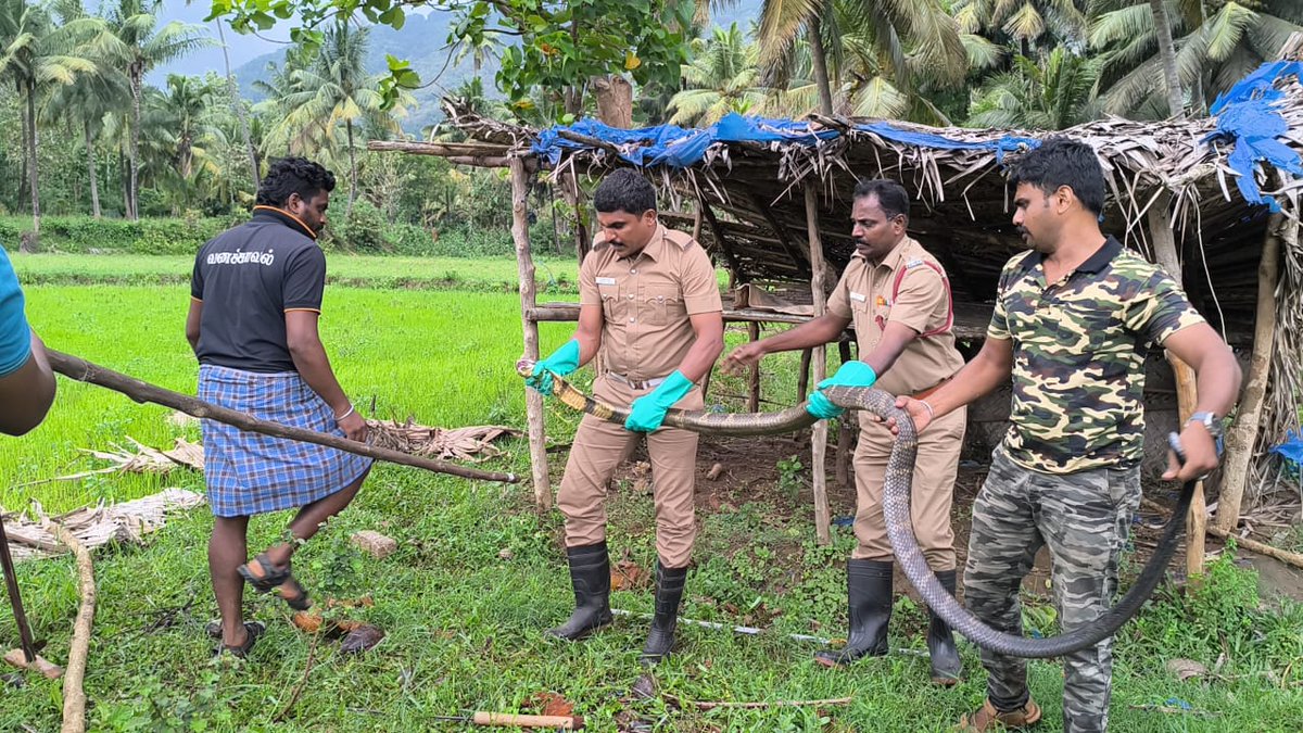 தென்காசி மாவட்டம் செங்கோட்டையை அடுத்த புளியரையில் ராஜநாகம் மீட்பு