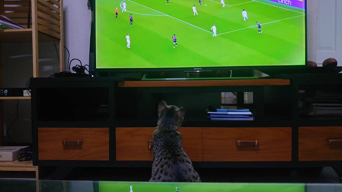 Fan2Sx4's tweet photo. มาดูแมวไหม อิ อิ https://t.co/g2K9vFebQa