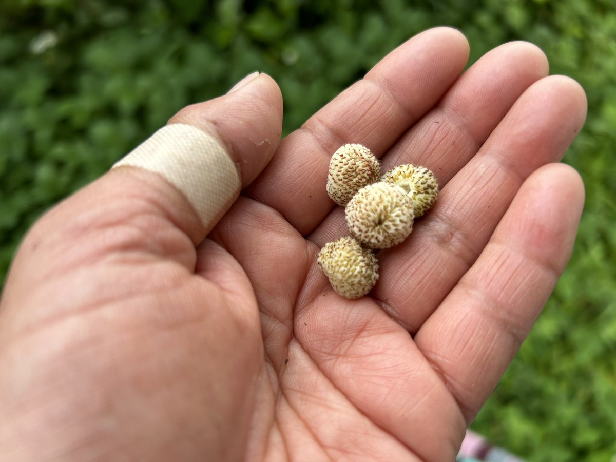 ホワイトピーチベリー 白いヘビイチゴ 今季初収穫✨🌱 まだ酸っぱ〜い❣️