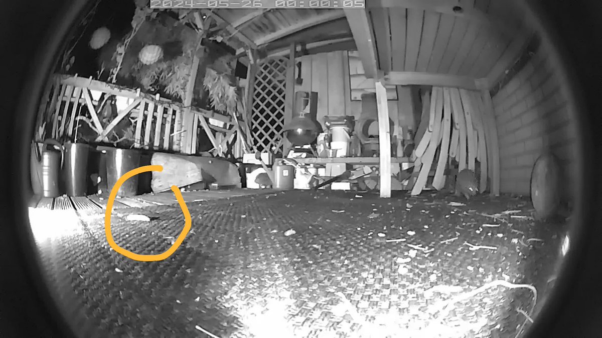 cockspan's tweet image. Heb ik de egels verwend met het egelvoer? Komt een naaktslak voor de camera gewandeld. Egel loopt er zowat op. Maar opeten,nee dus.@Egelbescherming #Rozenburg #egel