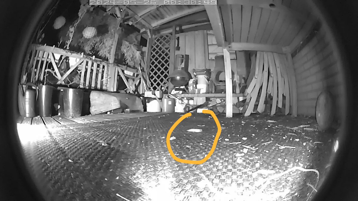 cockspan's tweet image. Heb ik de egels verwend met het egelvoer? Komt een naaktslak voor de camera gewandeld. Egel loopt er zowat op. Maar opeten,nee dus.@Egelbescherming #Rozenburg #egel