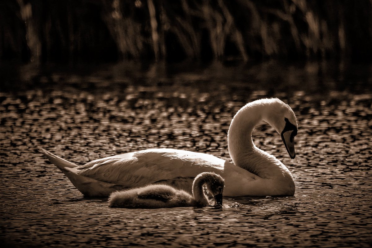 Easy like a Sunday morning. #Swans #birdphotography #NaturePhotograhpy #TwitterNaturePhotography #TwitterNatureCommunity