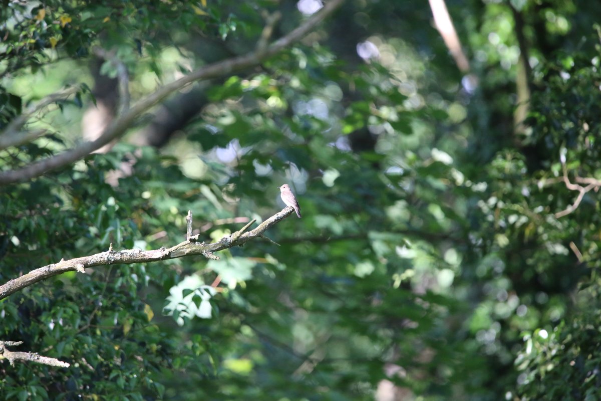 6 spotted flycatchers at the bottom of my garden yesterday in Aston Magna, with at least one pair nesting #Glosbirds