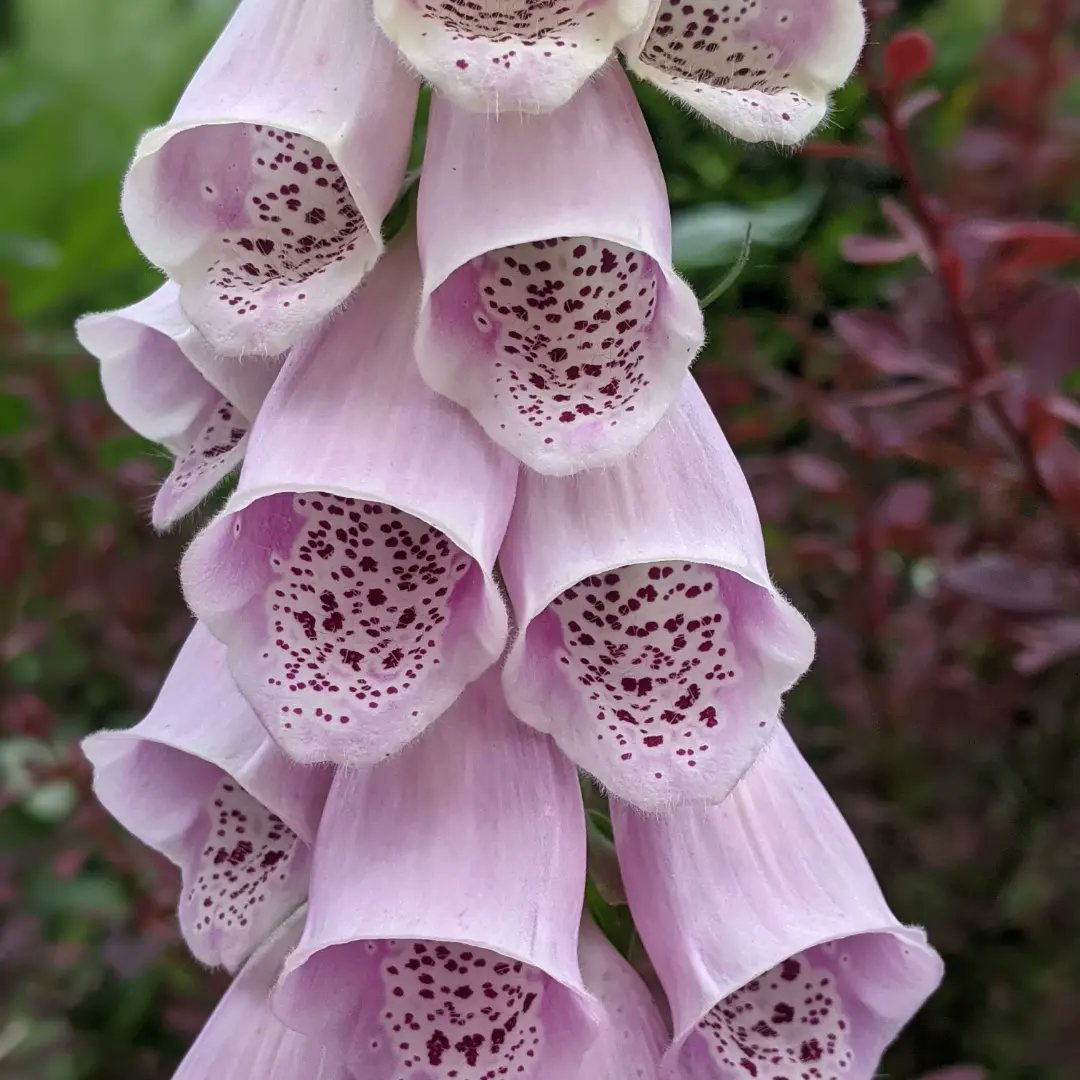 NTDyrhamPark's tweet photo. Chelsea Flower Show may have come to an end for another year but don't be down, there are floral delights springing up all around the garden for you at Dyrham Park.πΉπ»π΅οΈπΌ
π· Mark C/Helen R
#SpringGardens
#GardenColour
#UpliftingGardens
#FreshFlowers https://t.co/jlvVVZXVx9