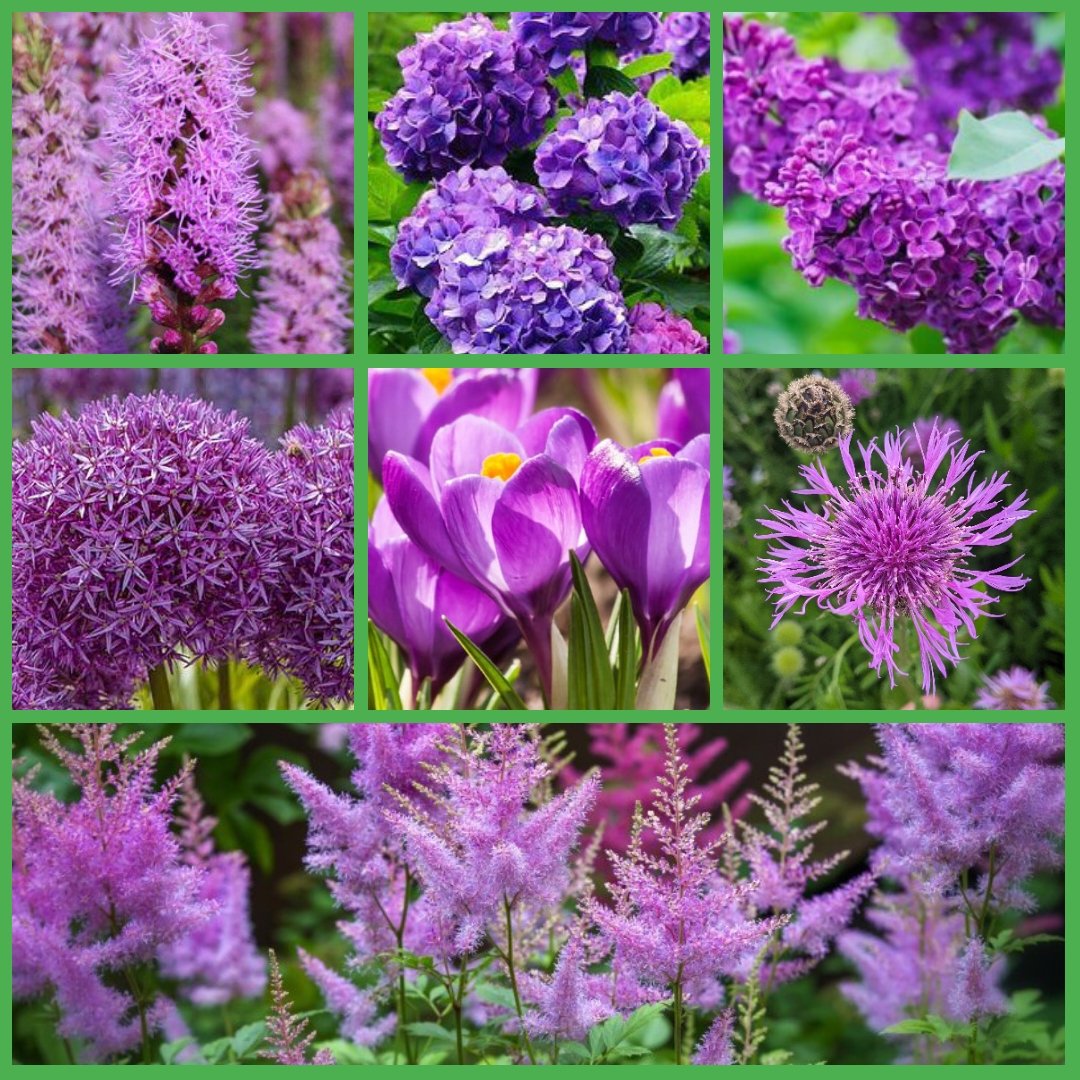 #SevenOnSunday #Flowers #purples I hope today gives you peace. 💜