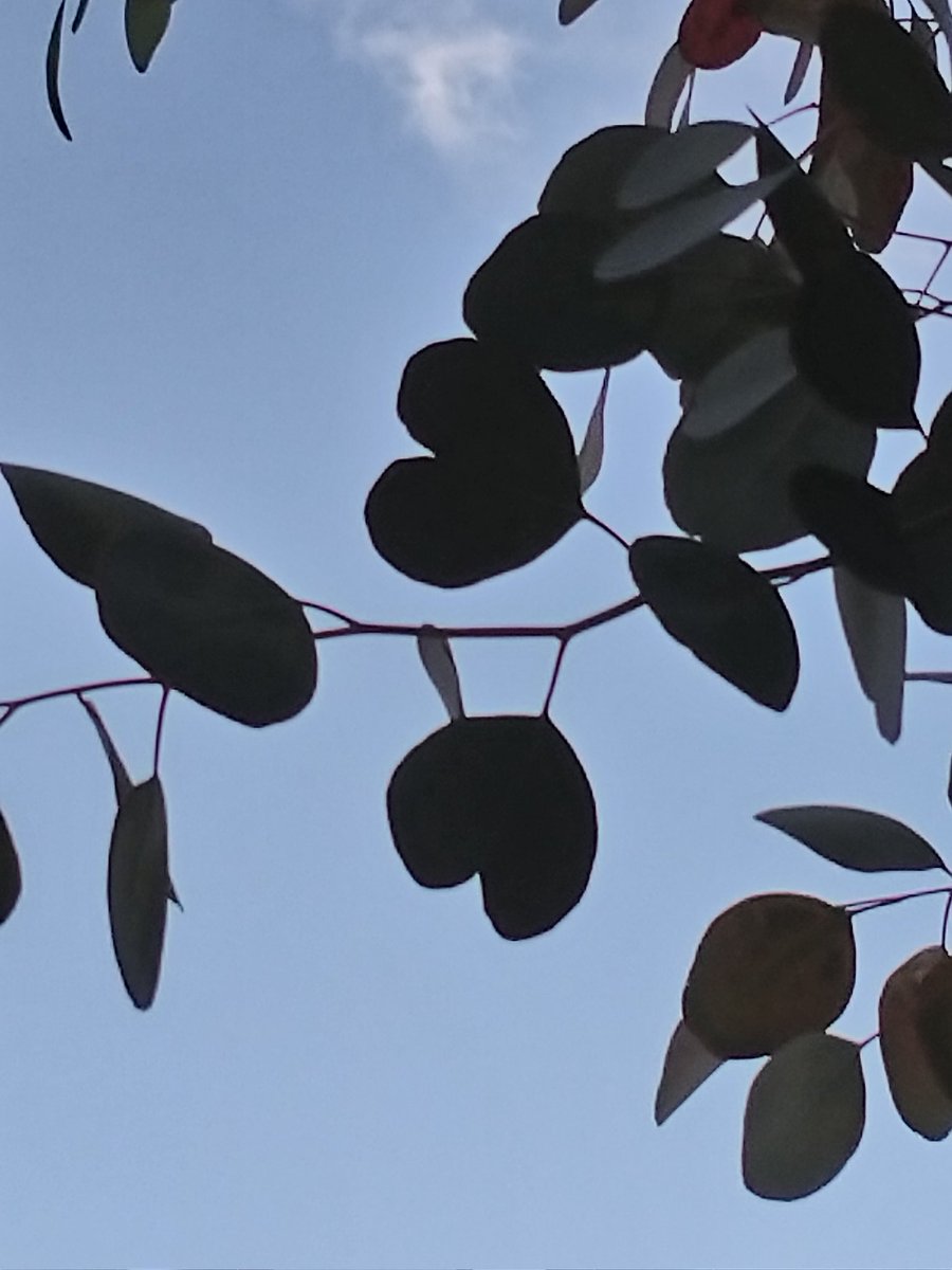 最近 お散歩中にクローバー探しをしています🍀✨✨
初めて5つ葉を発見しました🌈
なんと今季もう2.3本見つけてます
4つ葉も結構みつけてます💃

昨日は伸びきったユーカリを
剪定中にハートの葉っぱを
みつけました💟
写真が逆光ですが..
なんだかほかほか💗しました