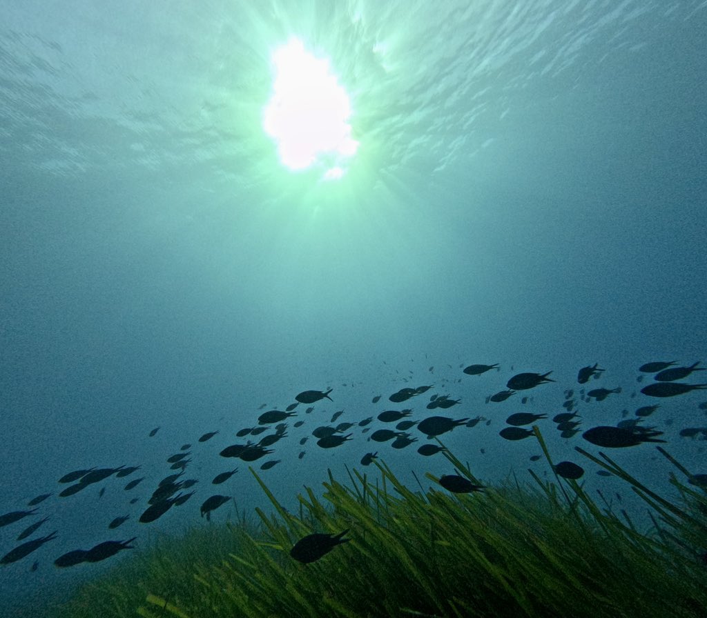 Microbial mats and a few bubbles at the Old Sulfur Mines spot. | #HOT_Hg