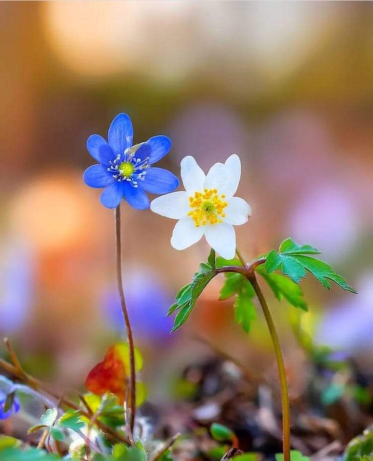 #pazar Sabahı komşunun çekiç sesiyle uyandırılmakta ayrıcalık olmalı
Günaydın