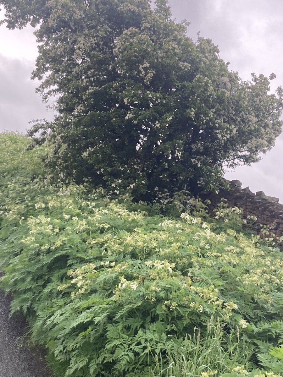 Rather than Cow Parsley this is a mass of roadside Sweet Cicely, on the approach to Fremington Edge.

On a warm damp morning there’s a strong aroma of Pastis/Pernod🤗