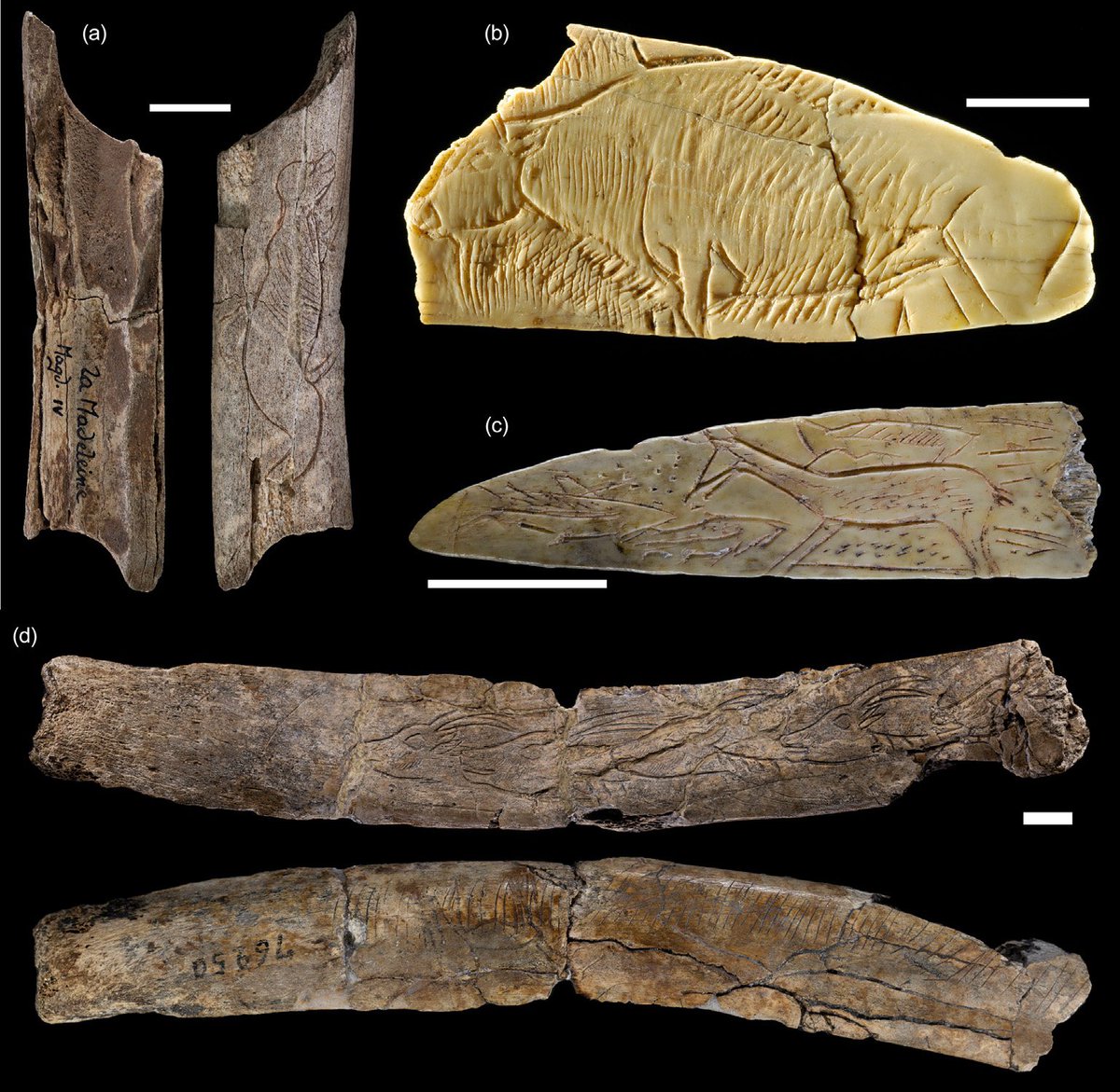 With @LucDoyon1 Art and symbolism in the Pleistocene, a brief update on the latest methodological advancements and new data doi.org/10.1016/B978-0… @CNRSecologie @univbordeaux @CNRSAquitaine