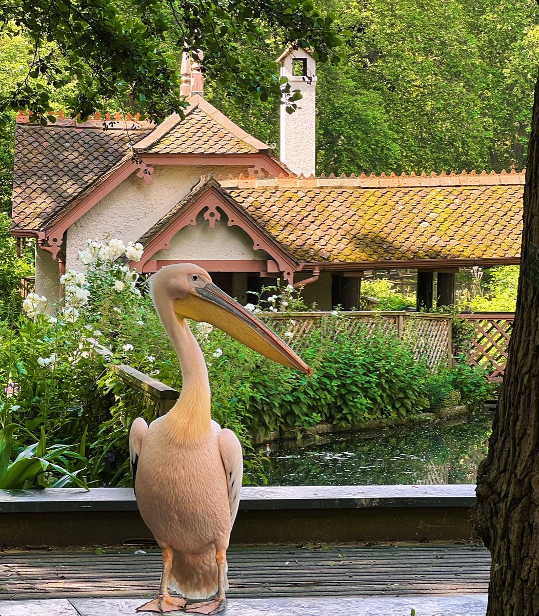Strike a pose! Ornamental looking pelican in St James's Park, London! #Royalparks #London #StJamesspark #Pelican