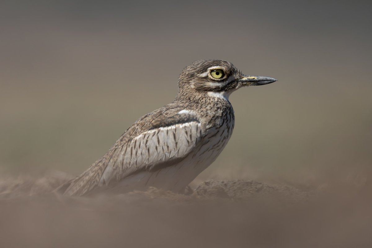 NickDale_Photo's tweet photo. Shot of the Week: Dust Bird
Shot with a Sony ⍺1 and a 600mm lens in Chobe National Park, Botswana, in May 2024.
ISO 800, 600mm, f/4, 1/3200, -0.3 EV
#waterthickknee #thickknee #shotoftheweek #onsafariwithnickdale #muchenjesafarilodge https://t.co/YwCDEOQrFY