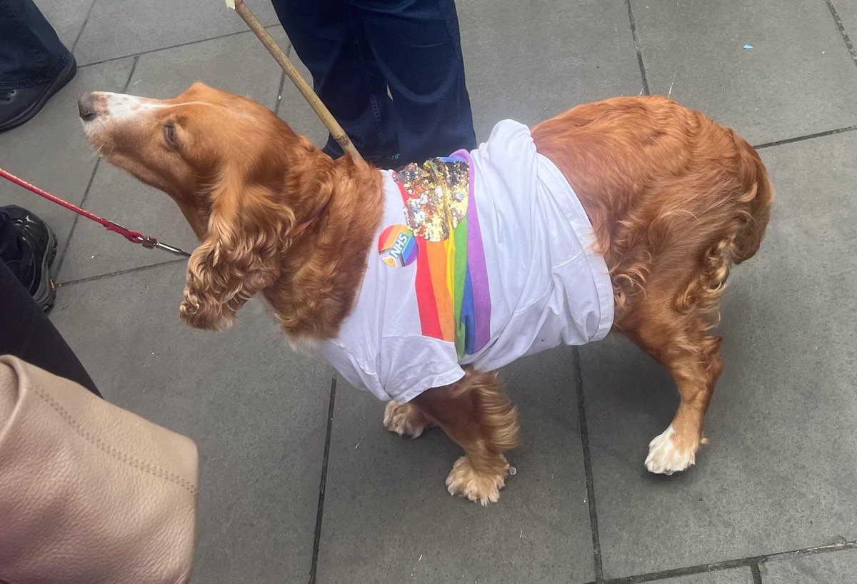 Poppy loved her very first Birmingham Pride. We ‘foster failed’ her in April. Despite not having the best start in life, she has the sweetest nature. If you saw Poppy and took a pic, can you share please so we can share her adventure with the rescue charity? #PoppyPridePup