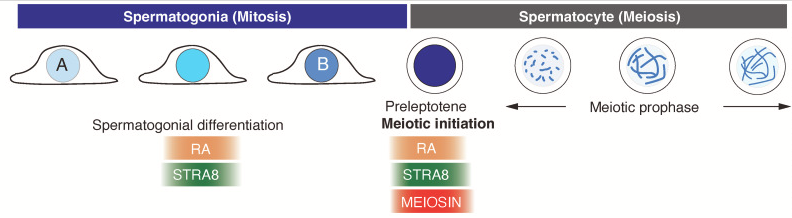 Mechanisms of meiosis initiation and meiotic prophase progression during spermatogenesis sciencedirect.com/science/articl…