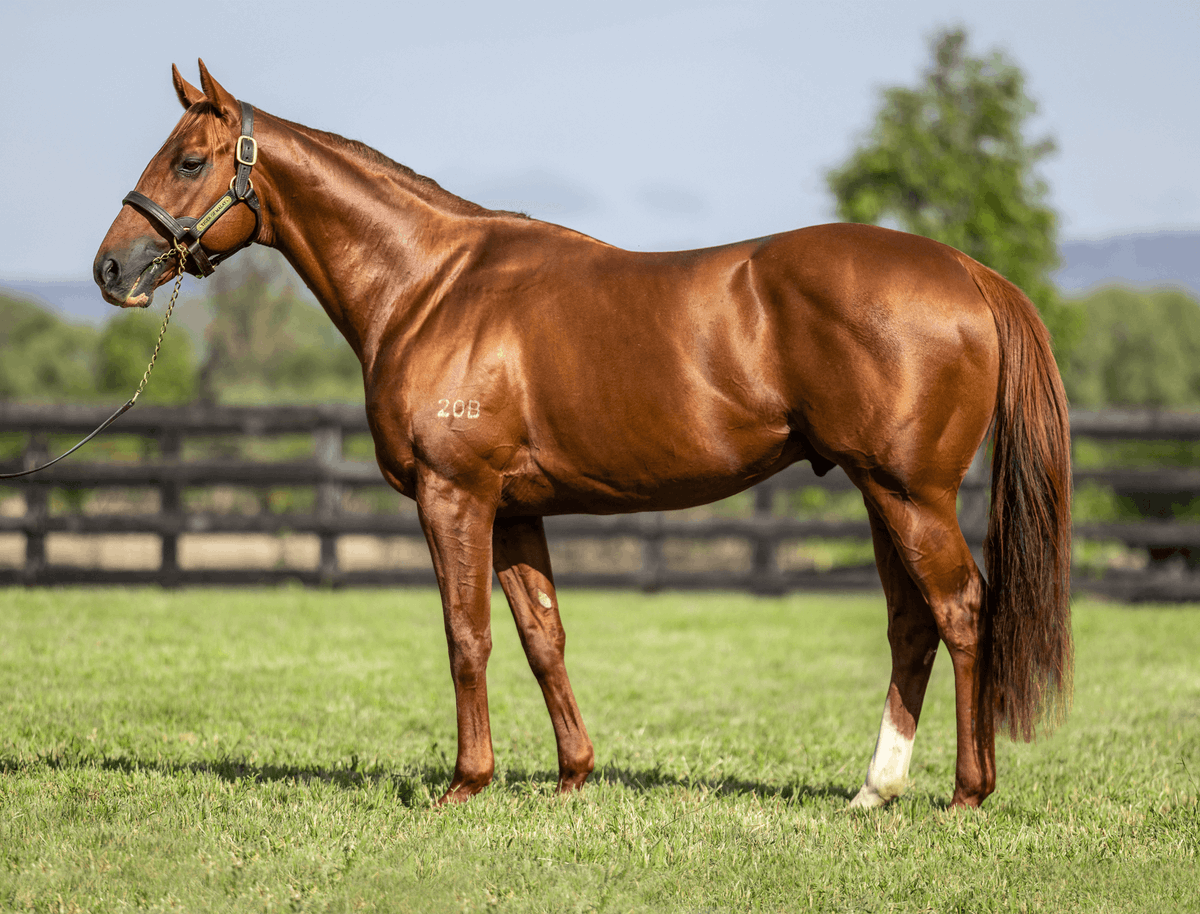 NewgateFarm's tweet photo. Sold!
Lot 163 TIGER OF MALAY🐅 filly out of dual Group winner LIFE ON THE WIRE sells to @aristiapark
&amp; Ashleigh Dowley @mmsnippets 🙌

Offered by Newgate on behalf of breeders Wilf &amp; Rosemary Mula, congratulations to all involved! 👏👏

#RaisingRacehorses https://t.co/fJuEtStvfP