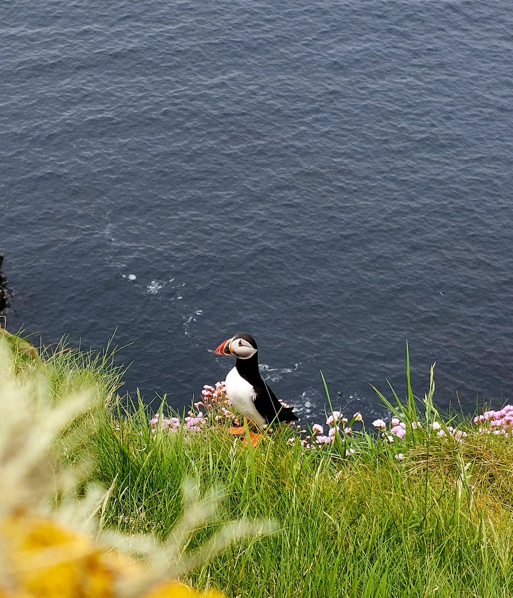 We are in Shetland again and back on the puffin trail. This was at Sumburgh Head yesterday. #shetlands