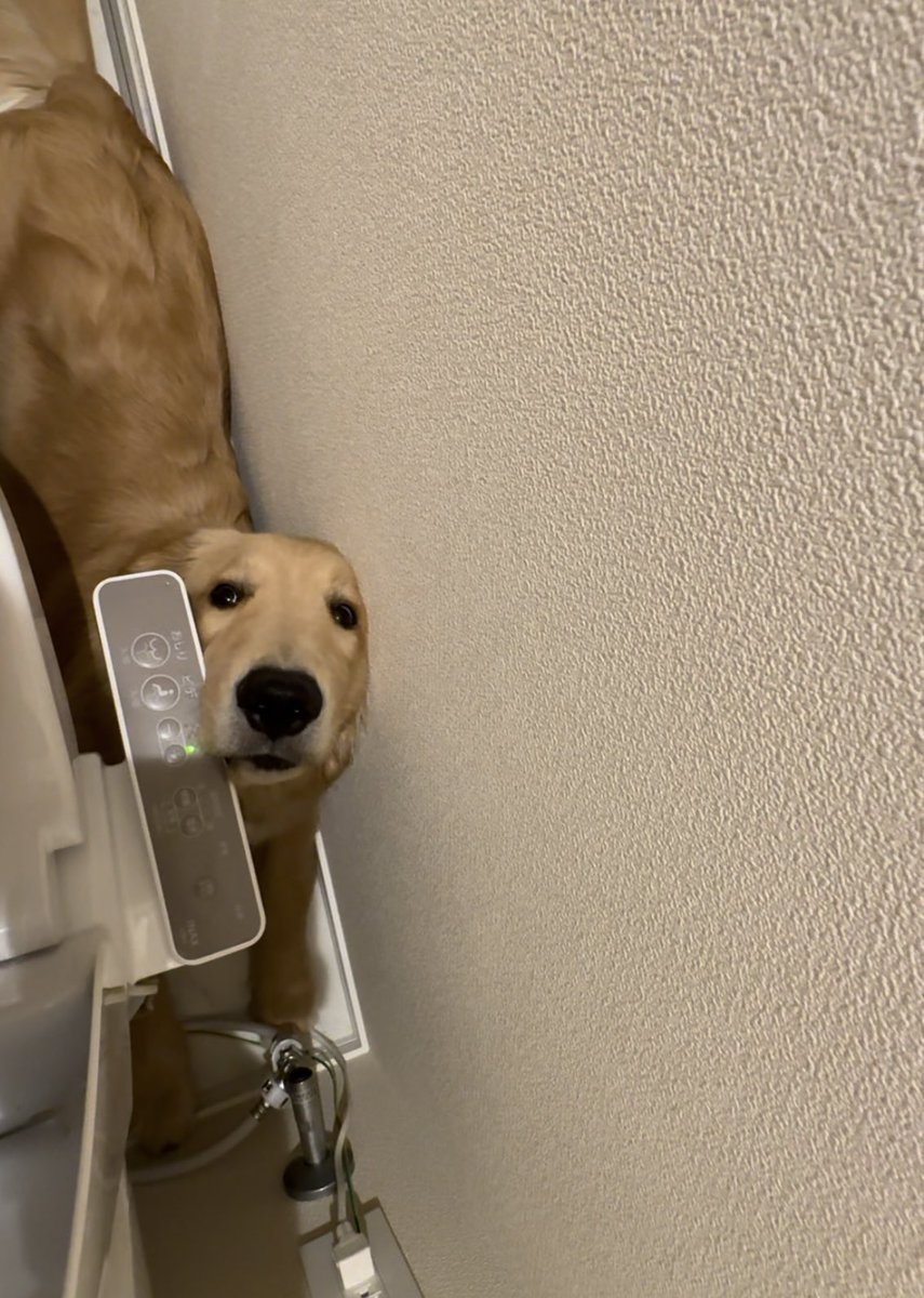 本日のおトイレ監視犬
#ゴールデンレトリバー #ゴルパピ  #大型犬
