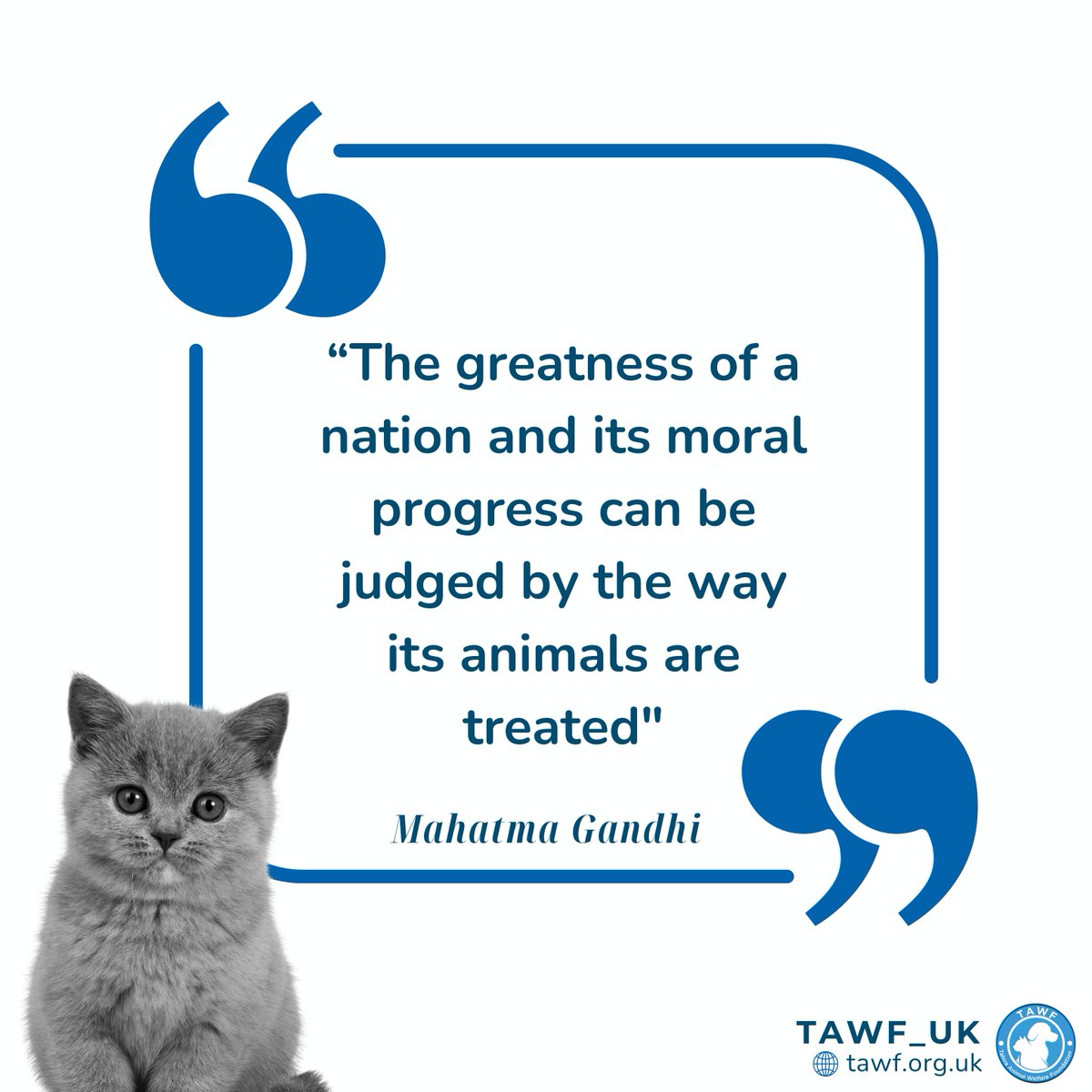 Animals feel pain and deserve respect. Their well-being reflects a nation's moral compass. Let's show compassion through action! 
Support animal welfare efforts today. 🐈🐕❤️
.
.
.
#animalrescue #animalwelfare #Libertarians #Mufc