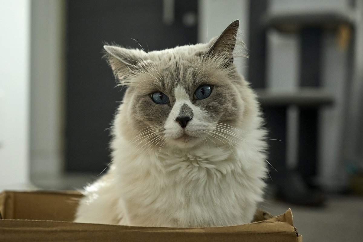 TanyaUnkovich's tweet image. The look I get when I tell the cat I will see him at the end of the week.
.
.
.
#ragdollcat #budgetweek