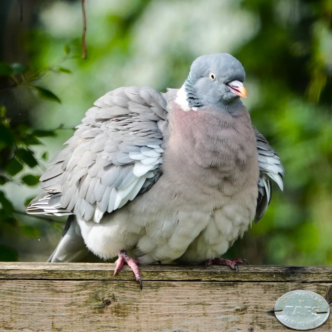 Wood Pigeon giving its feathers a shake.
#WoodPigeons #pigeons #birds #BirdPhotography #wildlife #WildlifePhotography #NaturePhotography #photography #birding #TwitterNatureCommunity #BirdsOfTwitter #Telford #Shropshire #NatureLovers #WoodPigeon #pigeon