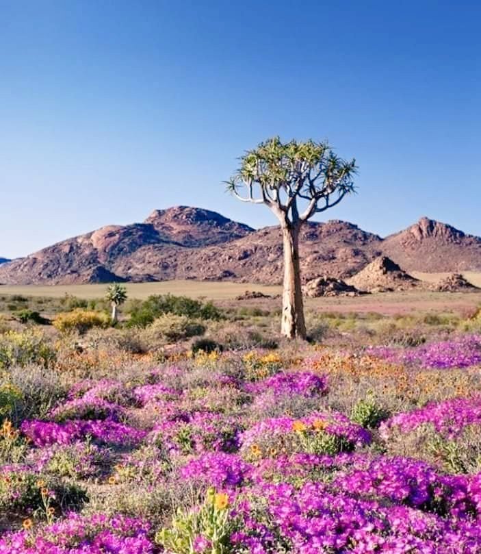 The colourful spaciousness of the @NorthernCapeSA #WorldBiodiversityDay