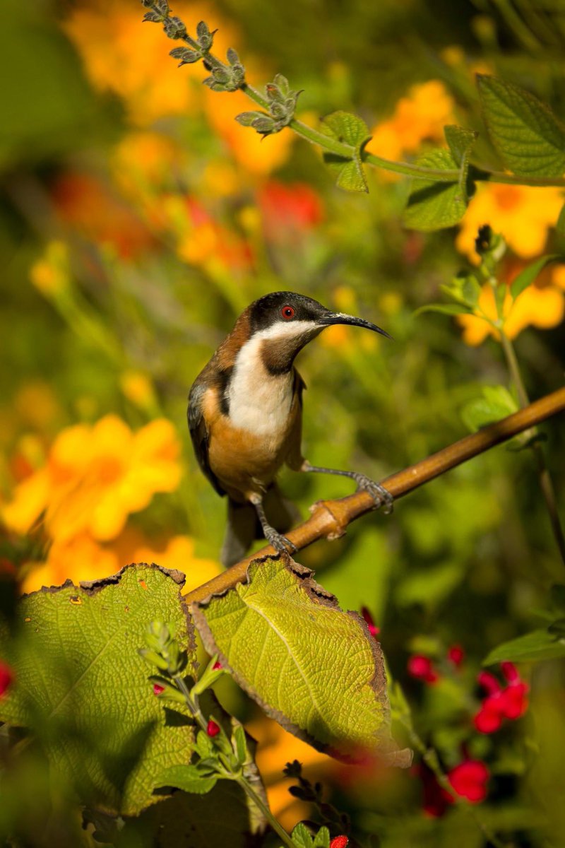 With Autumn coming to an end this week, this shot yesterday afternoon certainly captures those Autumnal colours 😀
.
.
.
#australia #southaustralia #nature #naturephotography #birds #bird #birdphotography 
 #wildoz  #canon #canonphotography #birdsofaustralia #easternspinebill