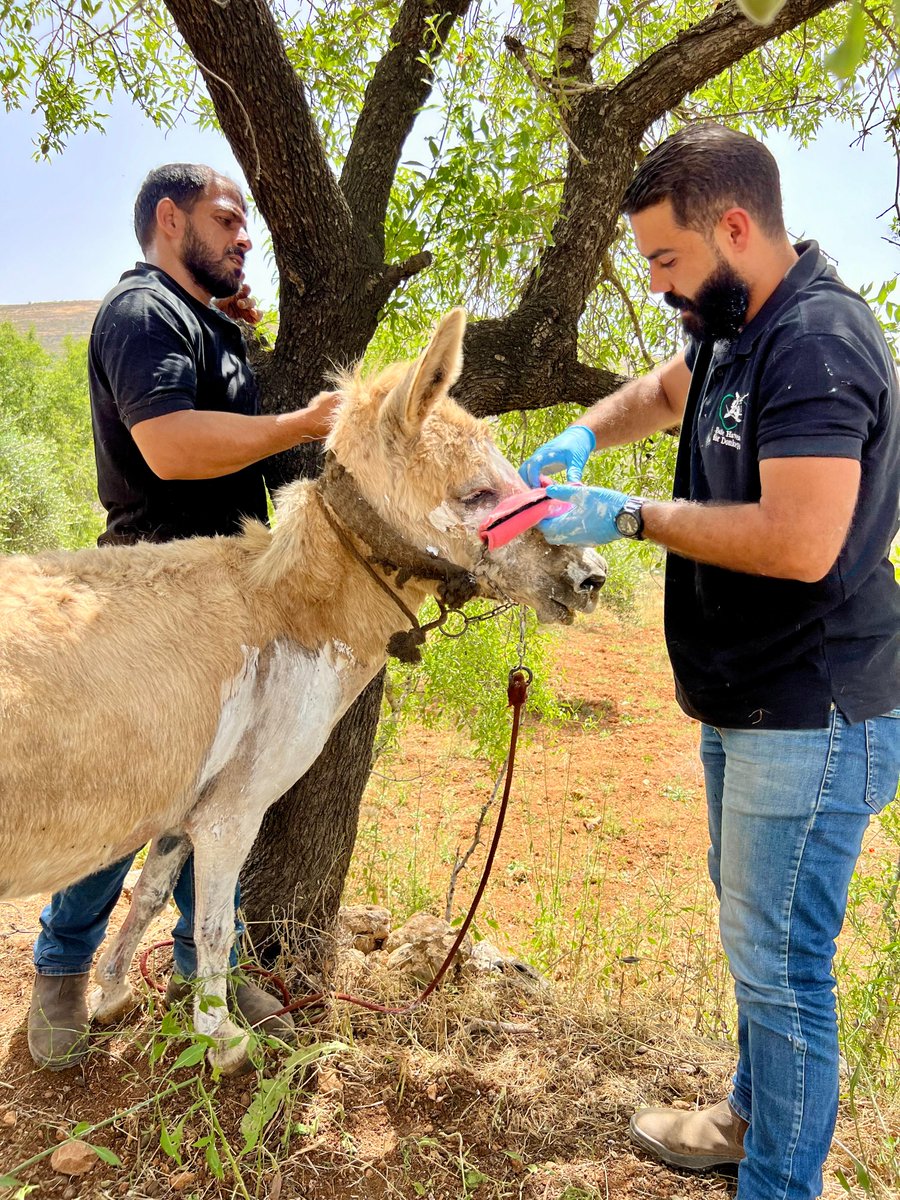 🚑 See this donkey's amazing progress 👏 🚨Thanks to⛑️Dr Rakan, this donkey is bouncing back from a serious skin condition 💛 This shows the power of vet care. The owner will continue treatment.🚑Our mobile clinic is a lifeline for donkeys in remote areas bit.ly/3VCDsFG