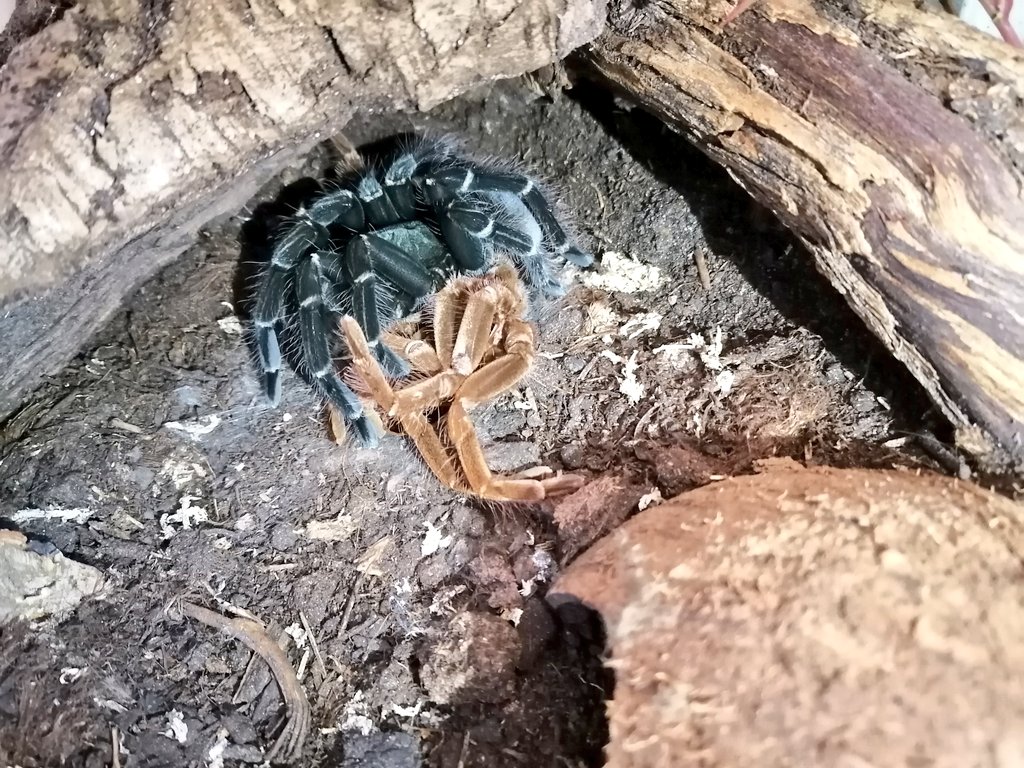 DailyTarantulas's tweet photo. How it started vs how it's going.

My #Pamphobeteus tigris successfully molted and is full grown up now. 😊

That also means that she is a mean AND big #Tarantula 😬 https://t.co/NcDPfsVRsY