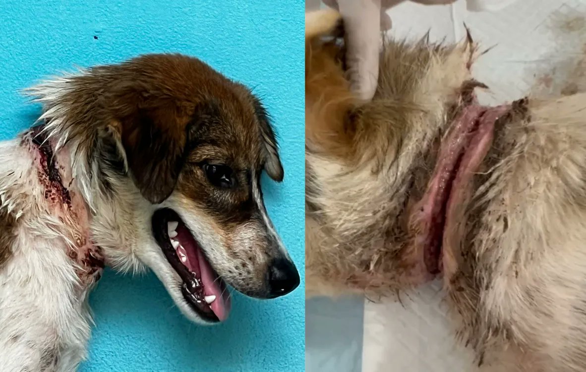 NiallHarbison's tweet photo. Saving 100,000 Street Dogs Like Stella - 2 Big Events 🐶✂️🌎📊

The problem we are trying to fix is a pretty huge one… 

Helping halve the number of street dogs around the world from 500 million to 250 million in my lifetime. Where do you even start?

There probably is no scientifically correct answer in how to tackle this as quickly as possible but I wanted to explain our approach using 2 significant events from the past week…

Event 1 - Saving Stella 🧑‍⚕️🏥🐶

If you follow me you will no doubt have seen the case of little Stella who had a piece of string tied around her neck…

🔵Tied on her when she was a puppy

🔵It was getting tighter by the day and slowly strangling her to death

🔵We managed to catch her and get her sedated at the vets to get it cut off

🔵She was incredibly snappy and did not like humans. She tried to bite everybody (in self defence)

🔵We brought her to the land to help slowly rehab her. Stella is only 8 months old

We thought it was going to be a process that took several months but then the most miraculous recovery happened…

🔵Stella actually escaped her Kennel. Rather than run away she stayed around.

🔵She found her saviour in Rusty and Libby (who until recently had been chained up themselves) who taught her how to be a dog again and that humans were OK.

🔵Within 7 days of her arrival Stella was playing, accepting affection from humans and loving her life again.

🔵Her wound is healing up quickly.

Nothing is more rewarding than turning a life around and helping a dog like Stella. You can see the progress in-front of your eyes.

The problem is that there are 100s of cases like Stella on the island. Millions of dogs like her in Thailand and around the world. You can’t save them all. You can’t even come close.

Thats where the bigger picture work comes in…

Event 2 - The 10,000th Dog Has Been Sterilised 🌎🚀

To say we are ramping up the sterilising part of out mission would be an understatement. We now have 7 partners in 3 countries and we are working on expanding those partnerships even further by providing funding to help as many dogs on the ground as possible.

One great example is the partnership we have with Soi Dog which is going so well that we have just agreed to triple it in size…

🇹🇭This one partnership alone will see us fund the sterilising of 23,000 dogs in 2024

📊Increasing from 2 mobile units to 6 across Southern Thailand

As we ramp up we want to always try and share as much data as we can…

You can see how many dogs we fund for sterilising with our partners here. (We now have 7 partners in 3 countries) https://t.co/XOqzXz1tYs

You can see a visual map of all sterilisations we fund here https://t.co/ddWhXrYxZV

Each little dot on the map and each dog sterilised is one operation that will change a dog’s life forever. Way more important though is the future suffering each operation helps prevent.

Each operation is stopping a potential Stella situation from arising. Street dogs often have very tough and very short lives. Controlling the population is absolutely key to improving their wellbeing.

100,000 Stellas 📊🐶🙏

What we are trying to do can feel very abstract and big when you see huge numbers like 10,000 written in an email or spreadsheet. Even I find it hard to grasp as I write this and I don’t see the procedures happening on a daily basis.

To make things very simple…

🔵We’ve now sterilised 10,000 dogs

🔵Each dog sterilised will stop at least 10 dogs being born into suffering (in reality it is a lot more but thats a good simple number to understand)

🔵Thats 100,000 dogs that we have stopped coming into this world

Thats 100,000 dogs who don’t have broken legs, who don’t get abused, who don’t get parvovirus and die or who don’t suffer on the streets alone scavenging for food.

The hardest part for me can be to understand the impact of what we do. I walked into the play area today and saw Stella there and thats when I thought of about the subject of this update. A great reminder of why we do what we do.

None of the above would be possible without the support from around the world. I’ve been struggling in the last 10 days with the sheer volume of things I have to get done mixed in with the stress of looking after dogs and trying to grow Happy Doggo at scale. I don’t mind admitting that because this mission is massively hard, gigantic in scale and it involves many life or death decisions for the dogs.

When I do feel tired, down or stressed, I’ll always see a message from somebody, A comment on these posts or some form of encouragement that reminds me why this is so important. I truly feel blessed to be in the position to do this and to have you supporting.

The really good news is it took just over 2 years to sterilise the first 10,000 dogs. If all goes to plan we should have the next 10,000 dogs done by early August. I’ll keep finding ways to speed that up even faster. All I have to do when tired is to close my eyes and think of that string on Stella’s neck and it reminds me that we can never move fast enough.

Have a wonderful weekend wherever you are.

Big Love

Niall

P.S You can always support by either donating here https://t.co/ABJIdQMIs4